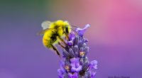 Honey Bee Lavendar Nectar934619260 200x110 - Honey Bee Lavendar Nectar - Nectar, Lavendar, Honey, Anna's